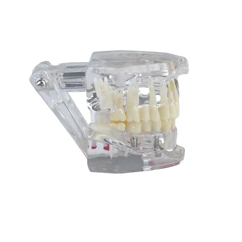 Dental Teaching Model